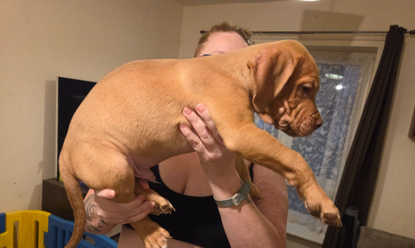 1 Male mastiff mix puppy left