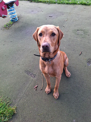 Labrador looking for her forever home