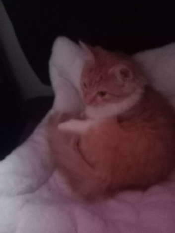 Ginger and white female