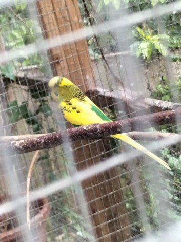 2025 Budgies For Sale