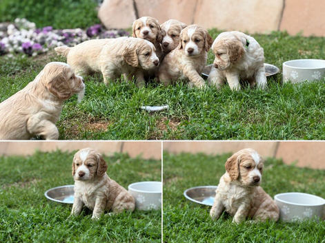 Beautiful Golden Working Sprocker Spaniel Puppies