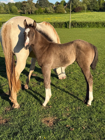 Blue roan filly