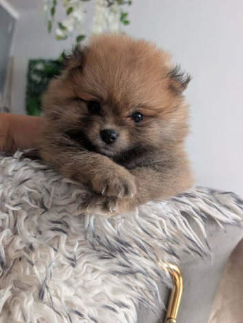 Beautiful Pomeranian Female Puppies Available ️