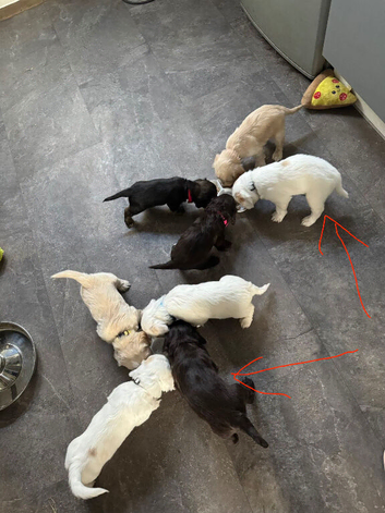 Now only 1 Cockerpoo puppy available