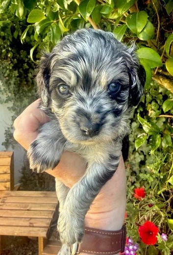 Cottage cavapoo puppies