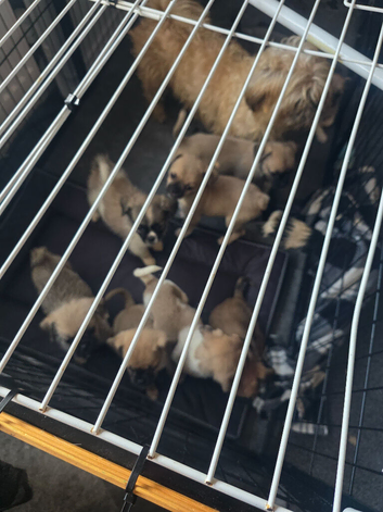 Jactzu puppies