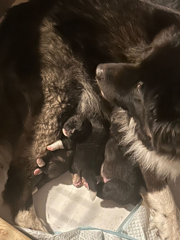 Beautiful American Akita pups for sale
