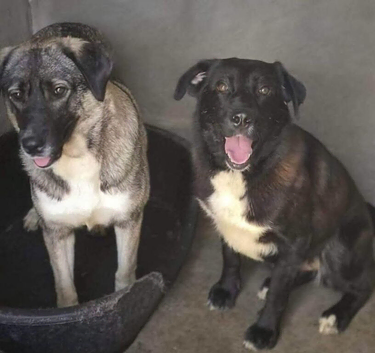 Bonded pair must be homed together - Poppy (greyish)  Pansy (darker)
