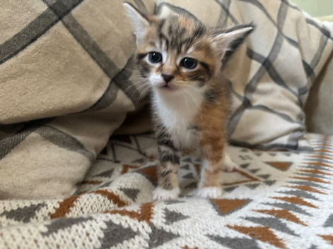 Kittens