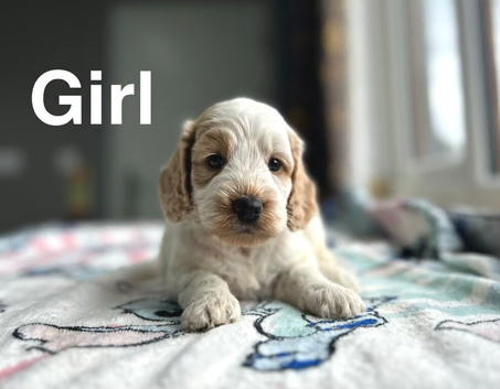 Cockapoo puppies ready to leave us from 7th July