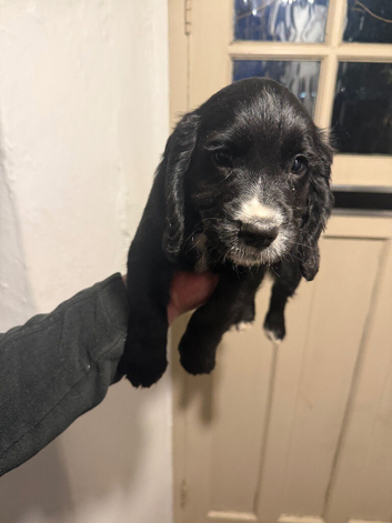 Cocker spaniel puppies