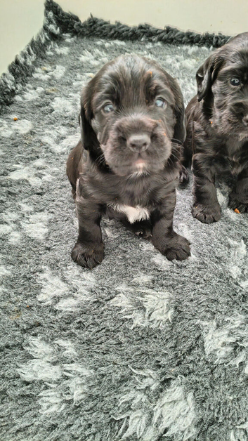 K C  registered cocker spaniels for sale