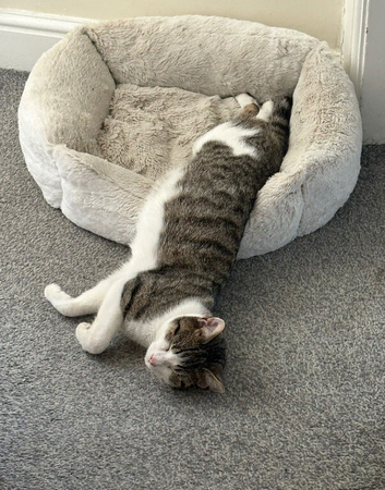 1 y/on male cat