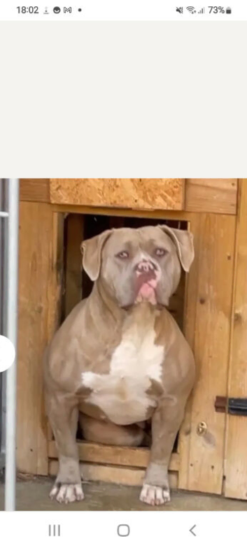 Loving lovely mastiff girl for ad sale