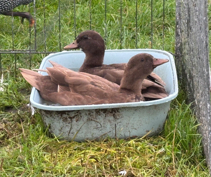 Call duck pairs 2026 hatch