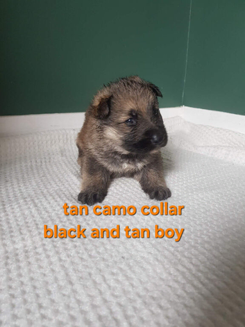 gorgeous black and tan german shepard pups