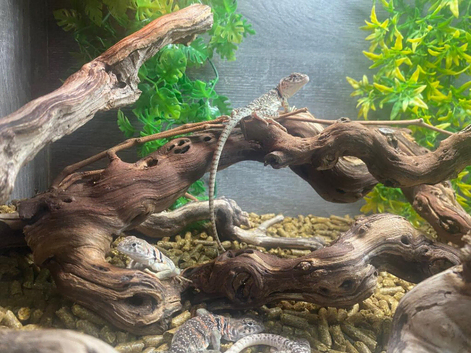Eastern Collared LIzards at Birmingham Reptiles
