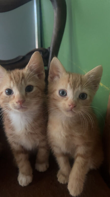 4 Gorgeous Ginger Kittens