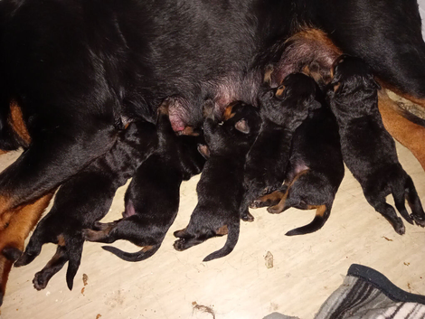 6 Stunning rottweiler puppies