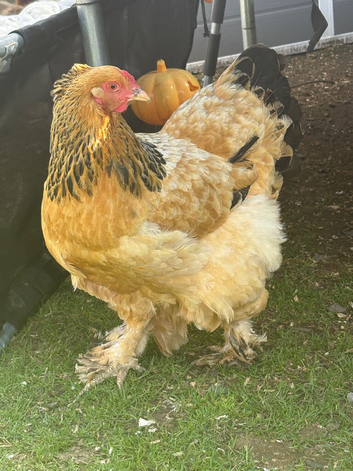 Two hens
