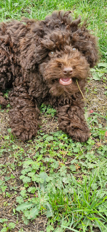 Gorgeous KC REG chocolate toy poodle pups