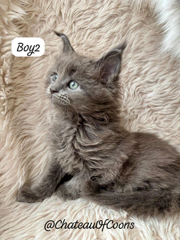 Beautiful Blue Smoke Maine Coon Kittens &ndash; TICA Registred