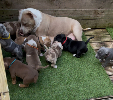 Staffy X Pocket Bully Puppies