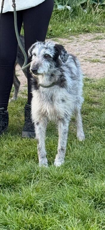 Collie Beddy Whippet stud