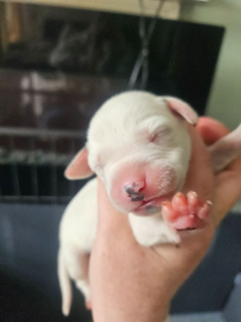 Gorgeous dalmatian puppies available November