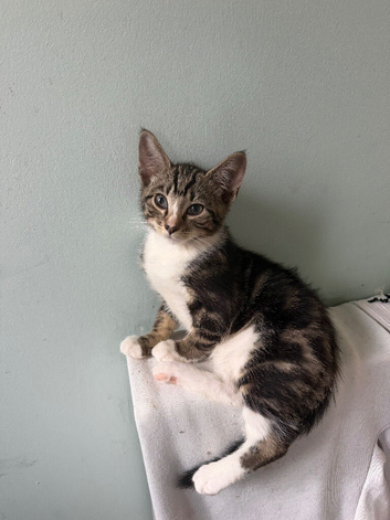 Kittens ready for new home