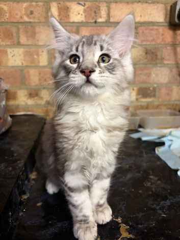 Beautiful pedigree maine  coon kittens