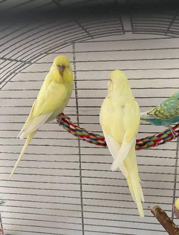 Young buttercup budgies male and females