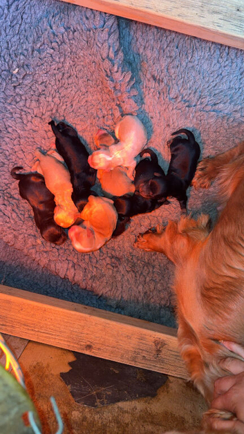 Cockapoo puppies