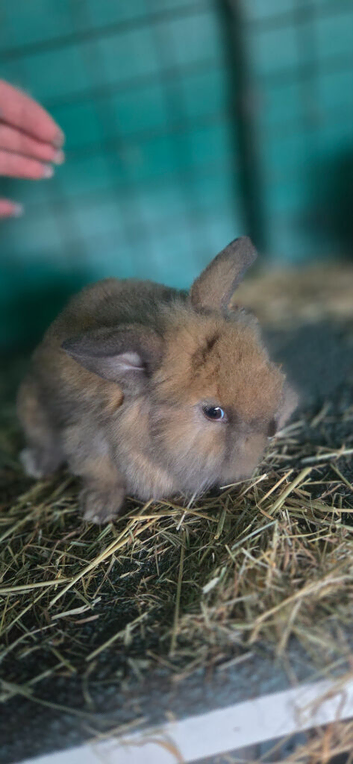 Bunny lionhead x mini lop