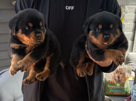 ONLY 2 FEMALES NOW AVAILABLE Stunning pedigree German bred rottweiler puppies