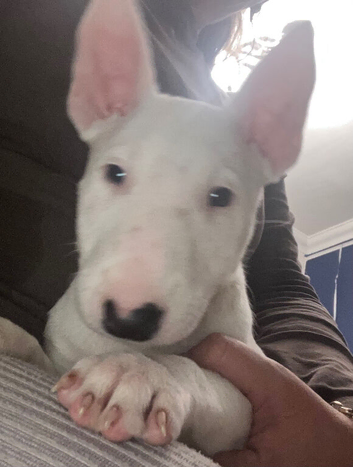KC Registered 2 x Left ready for their forever homes