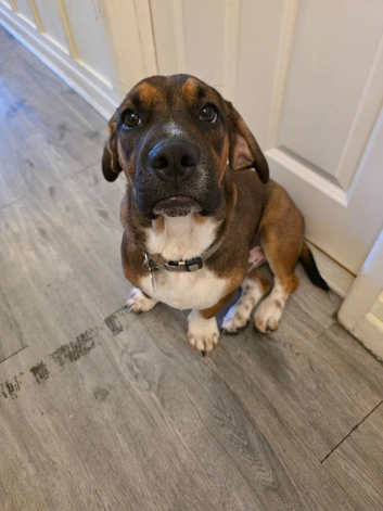 Basset Hound cross