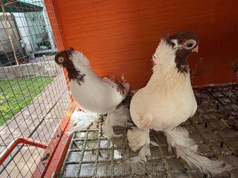 Polish Fancy Pigeons for Sale