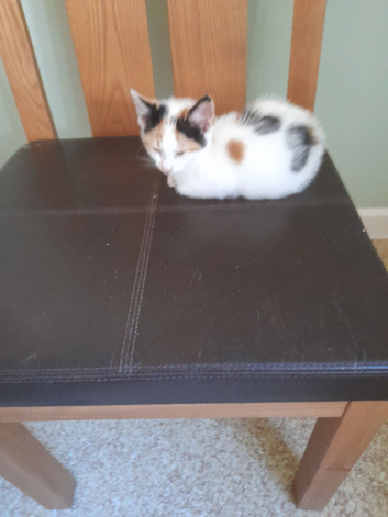2 lovely kittens Looking for their forever homes