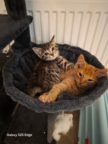 2 kittens, girl and boy