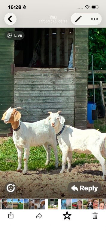 2 lovely goats NOW SOLD