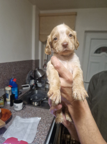 Show cockers spaniels
