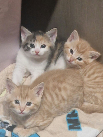 3 beautiful kittens ready to go