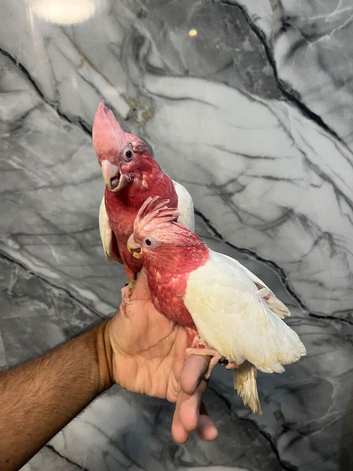 Hand-Rearing Baby Super Tame Cuddly Lutino Galah Cockatoo
