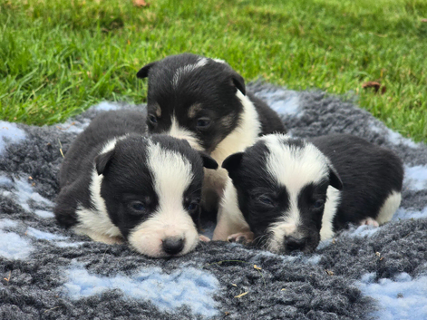 3 Boy Border Collie Pups left