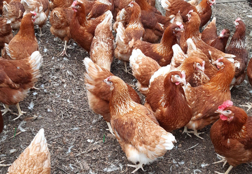 Goldlines For Sale 16 Weeks Old