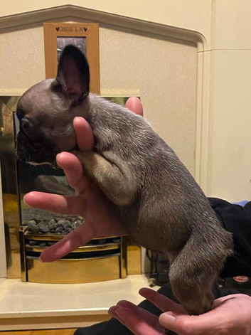 Female french bulldog puppies