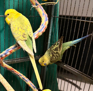 Young Indoor-Raised Budgies perfect pets Cheshire