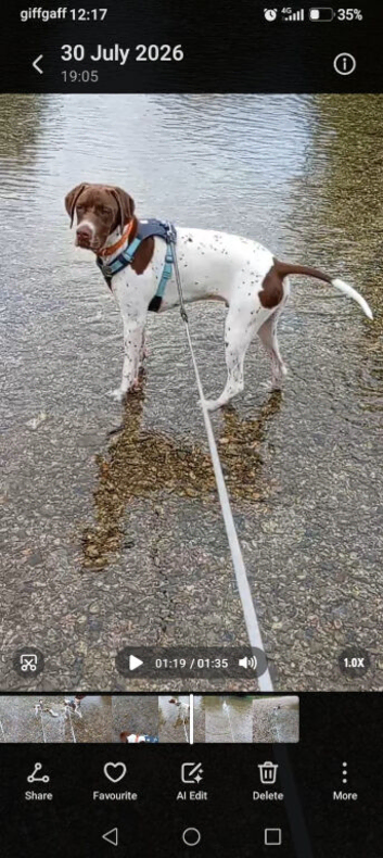 7 month old English Pointer (boy)