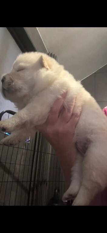2 stunning male chow chow Puppys left